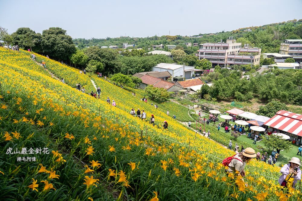 中部賞花景點推薦,彰化一日遊,彰化免費景點,彰化景點,彰化花壇景點,彰化花海,彰化親子景點,彰化賞花景點,彰化金針花海,母親節景點推薦,花壇虎山巖,花東金針花海替代景點,虎山巖交通停車,虎山巖金針花 @捲毛阿偉 虎山巖金針花, 彰化金針花海, 花壇虎山巖,彰化景點, 彰化花壇景點, 彰化賞花景點, 彰化免費景點, 母親節景點推薦, 彰化一日遊, 彰化親子景點, 花東金針花海替代景點, 虎山巖交通停車, 彰化花海, 中部賞花景點推薦