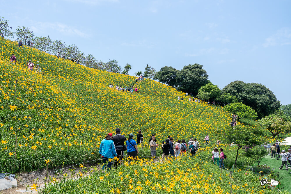 中部賞花景點推薦,彰化一日遊,彰化免費景點,彰化景點,彰化花壇景點,彰化花海,彰化親子景點,彰化賞花景點,彰化金針花海,母親節景點推薦,花壇虎山巖,花東金針花海替代景點,虎山巖交通停車,虎山巖金針花 @捲毛阿偉 虎山巖金針花, 彰化金針花海, 花壇虎山巖,彰化景點, 彰化花壇景點, 彰化賞花景點, 彰化免費景點, 母親節景點推薦, 彰化一日遊, 彰化親子景點, 花東金針花海替代景點, 虎山巖交通停車, 彰化花海, 中部賞花景點推薦