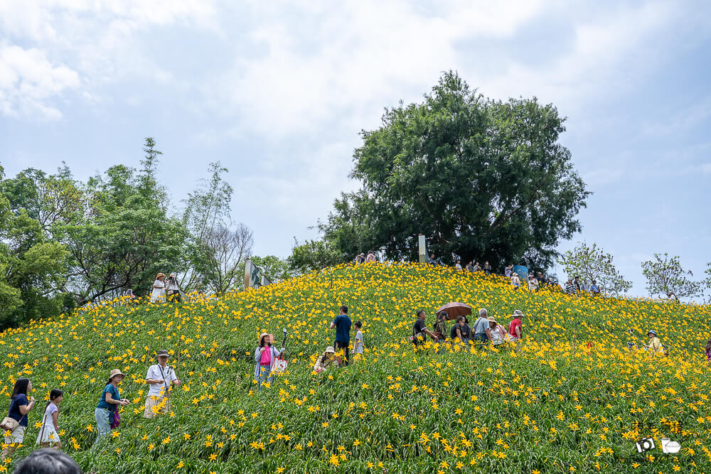中部賞花景點推薦,彰化一日遊,彰化免費景點,彰化景點,彰化花壇景點,彰化花海,彰化親子景點,彰化賞花景點,彰化金針花海,母親節景點推薦,花壇虎山巖,花東金針花海替代景點,虎山巖交通停車,虎山巖金針花 @捲毛阿偉 虎山巖金針花, 彰化金針花海, 花壇虎山巖,彰化景點, 彰化花壇景點, 彰化賞花景點, 彰化免費景點, 母親節景點推薦, 彰化一日遊, 彰化親子景點, 花東金針花海替代景點, 虎山巖交通停車, 彰化花海, 中部賞花景點推薦