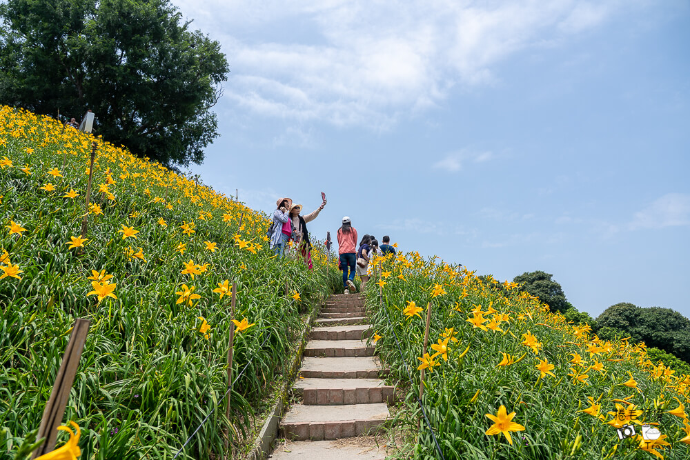 中部賞花景點推薦,彰化一日遊,彰化免費景點,彰化景點,彰化花壇景點,彰化花海,彰化親子景點,彰化賞花景點,彰化金針花海,母親節景點推薦,花壇虎山巖,花東金針花海替代景點,虎山巖交通停車,虎山巖金針花 @捲毛阿偉 虎山巖金針花, 彰化金針花海, 花壇虎山巖,彰化景點, 彰化花壇景點, 彰化賞花景點, 彰化免費景點, 母親節景點推薦, 彰化一日遊, 彰化親子景點, 花東金針花海替代景點, 虎山巖交通停車, 彰化花海, 中部賞花景點推薦