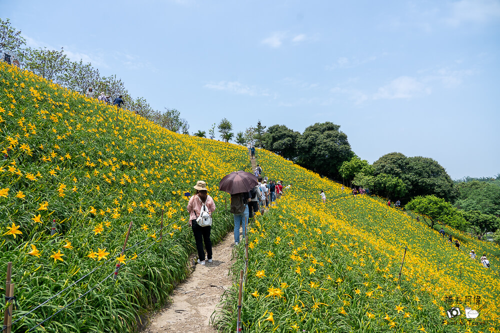 中部賞花景點推薦,彰化一日遊,彰化免費景點,彰化景點,彰化花壇景點,彰化花海,彰化親子景點,彰化賞花景點,彰化金針花海,母親節景點推薦,花壇虎山巖,花東金針花海替代景點,虎山巖交通停車,虎山巖金針花 @捲毛阿偉 虎山巖金針花, 彰化金針花海, 花壇虎山巖,彰化景點, 彰化花壇景點, 彰化賞花景點, 彰化免費景點, 母親節景點推薦, 彰化一日遊, 彰化親子景點, 花東金針花海替代景點, 虎山巖交通停車, 彰化花海, 中部賞花景點推薦