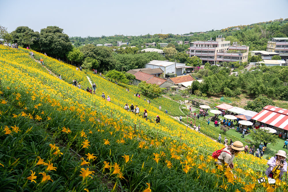 中部賞花景點推薦,彰化一日遊,彰化免費景點,彰化景點,彰化花壇景點,彰化花海,彰化親子景點,彰化賞花景點,彰化金針花海,母親節景點推薦,花壇虎山巖,花東金針花海替代景點,虎山巖交通停車,虎山巖金針花 @捲毛阿偉 虎山巖金針花, 彰化金針花海, 花壇虎山巖,彰化景點, 彰化花壇景點, 彰化賞花景點, 彰化免費景點, 母親節景點推薦, 彰化一日遊, 彰化親子景點, 花東金針花海替代景點, 虎山巖交通停車, 彰化花海, 中部賞花景點推薦