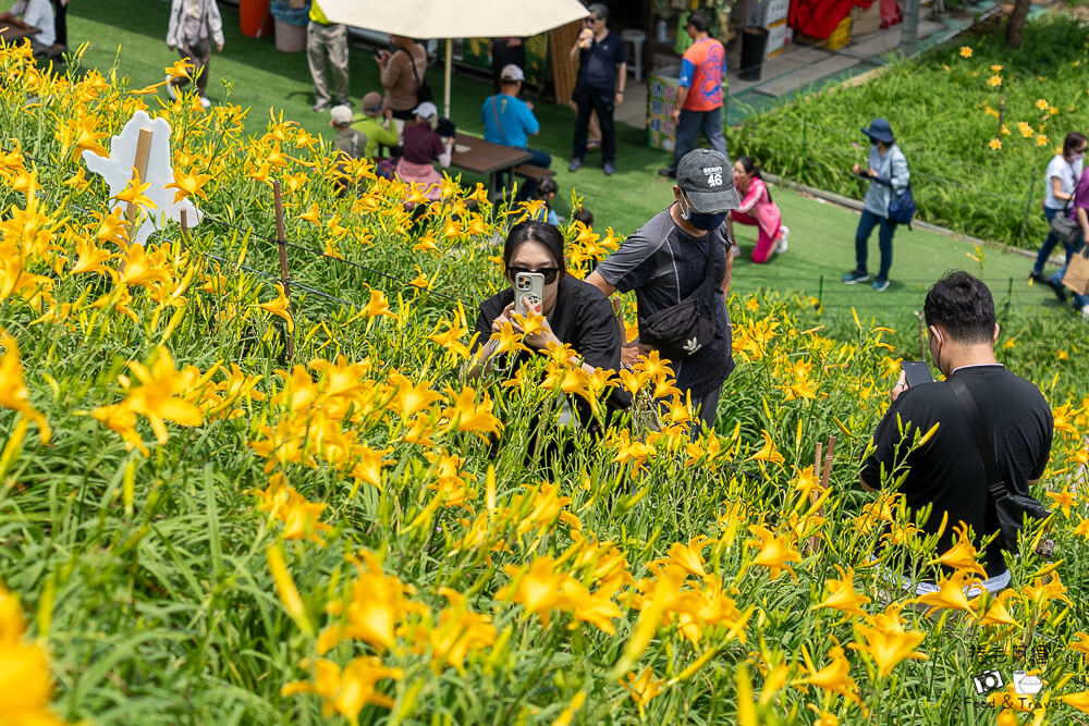 中部賞花景點推薦,彰化一日遊,彰化免費景點,彰化景點,彰化花壇景點,彰化花海,彰化親子景點,彰化賞花景點,彰化金針花海,母親節景點推薦,花壇虎山巖,花東金針花海替代景點,虎山巖交通停車,虎山巖金針花 @捲毛阿偉 虎山巖金針花, 彰化金針花海, 花壇虎山巖,彰化景點, 彰化花壇景點, 彰化賞花景點, 彰化免費景點, 母親節景點推薦, 彰化一日遊, 彰化親子景點, 花東金針花海替代景點, 虎山巖交通停車, 彰化花海, 中部賞花景點推薦