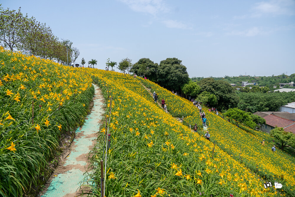 中部賞花景點推薦,彰化一日遊,彰化免費景點,彰化景點,彰化花壇景點,彰化花海,彰化親子景點,彰化賞花景點,彰化金針花海,母親節景點推薦,花壇虎山巖,花東金針花海替代景點,虎山巖交通停車,虎山巖金針花 @捲毛阿偉 虎山巖金針花, 彰化金針花海, 花壇虎山巖,彰化景點, 彰化花壇景點, 彰化賞花景點, 彰化免費景點, 母親節景點推薦, 彰化一日遊, 彰化親子景點, 花東金針花海替代景點, 虎山巖交通停車, 彰化花海, 中部賞花景點推薦