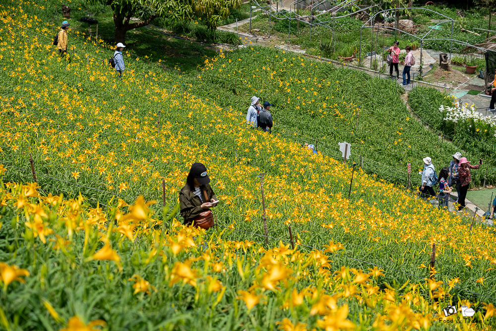 中部賞花景點推薦,彰化一日遊,彰化免費景點,彰化景點,彰化花壇景點,彰化花海,彰化親子景點,彰化賞花景點,彰化金針花海,母親節景點推薦,花壇虎山巖,花東金針花海替代景點,虎山巖交通停車,虎山巖金針花 @捲毛阿偉 虎山巖金針花, 彰化金針花海, 花壇虎山巖,彰化景點, 彰化花壇景點, 彰化賞花景點, 彰化免費景點, 母親節景點推薦, 彰化一日遊, 彰化親子景點, 花東金針花海替代景點, 虎山巖交通停車, 彰化花海, 中部賞花景點推薦