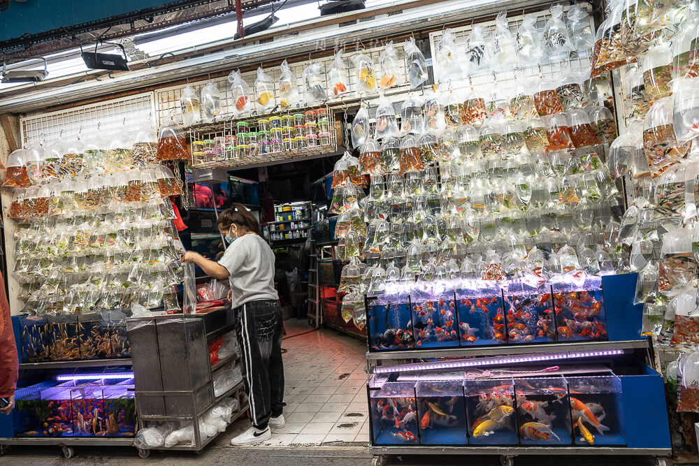 金魚街,香港美食,香港景點,旺角美食,金魚街評價,香港特色街道 金魚街,香港美食,香港景點,旺角美食,金魚街評價,香港特色街道