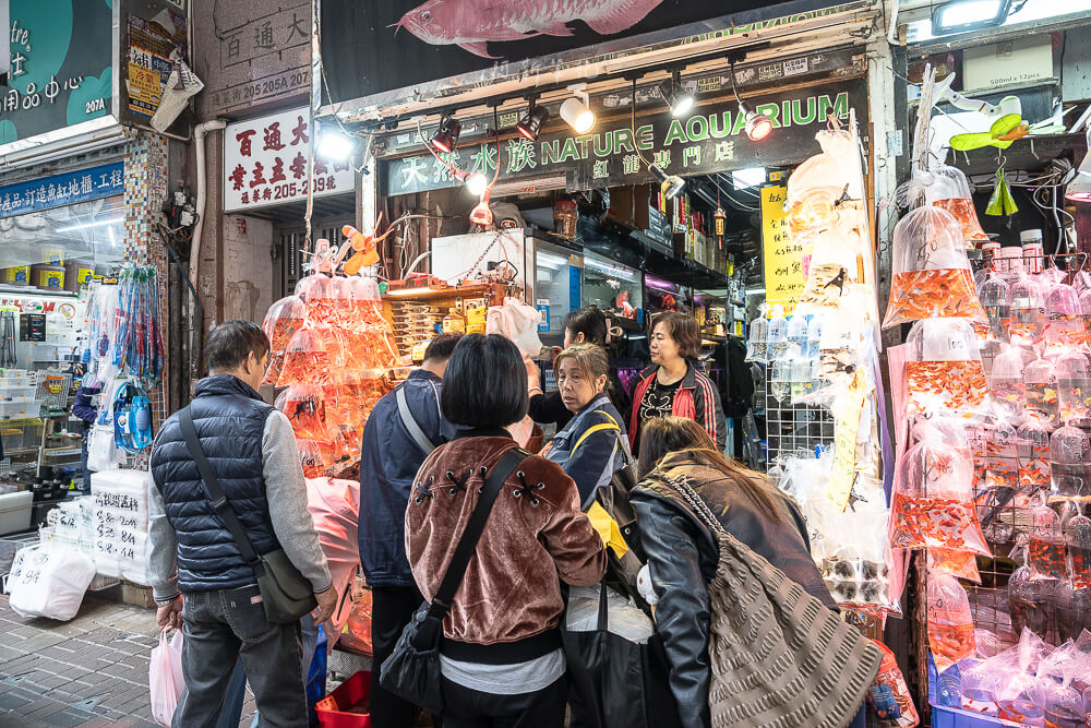 金魚街,香港美食,香港景點,旺角美食,金魚街評價,香港特色街道 金魚街,香港美食,香港景點,旺角美食,金魚街評價,香港特色街道