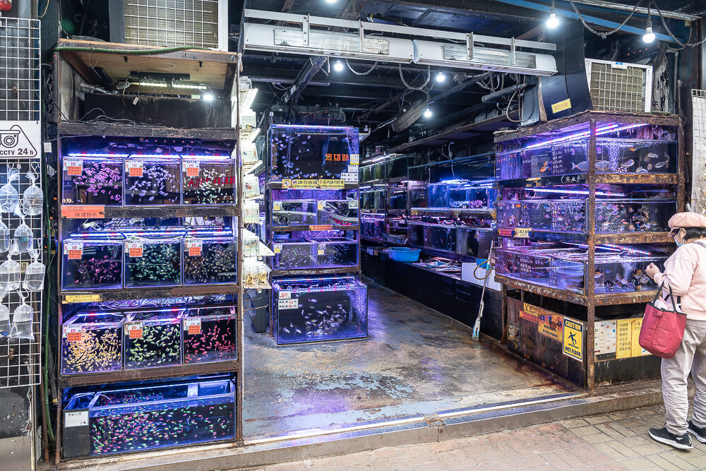 金魚街,香港美食,香港景點,旺角美食,金魚街評價,香港特色街道 金魚街,香港美食,香港景點,旺角美食,金魚街評價,香港特色街道