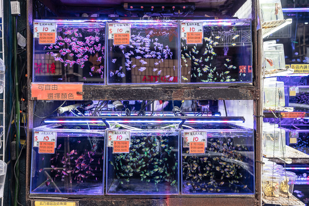 金魚街,香港美食,香港景點,旺角美食,金魚街評價,香港特色街道 金魚街,香港美食,香港景點,旺角美食,金魚街評價,香港特色街道