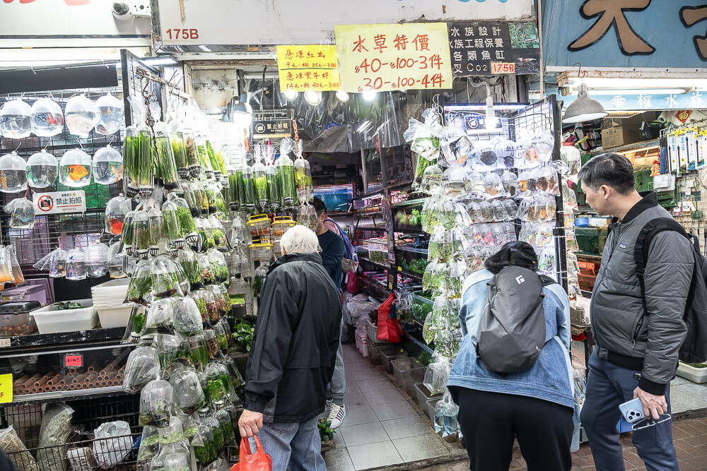金魚街,香港美食,香港景點,旺角美食,金魚街評價,香港特色街道 金魚街,香港美食,香港景點,旺角美食,金魚街評價,香港特色街道