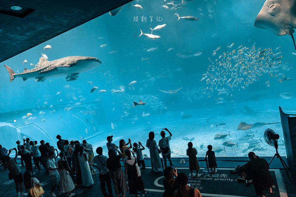 美麗海水族館,沖繩美麗海水族館,沖繩水族館,美麗海水族館門票,美麗海水族館表演時間,沖繩景點 美麗海水族館 黑潮之海鯨鯊與魚群