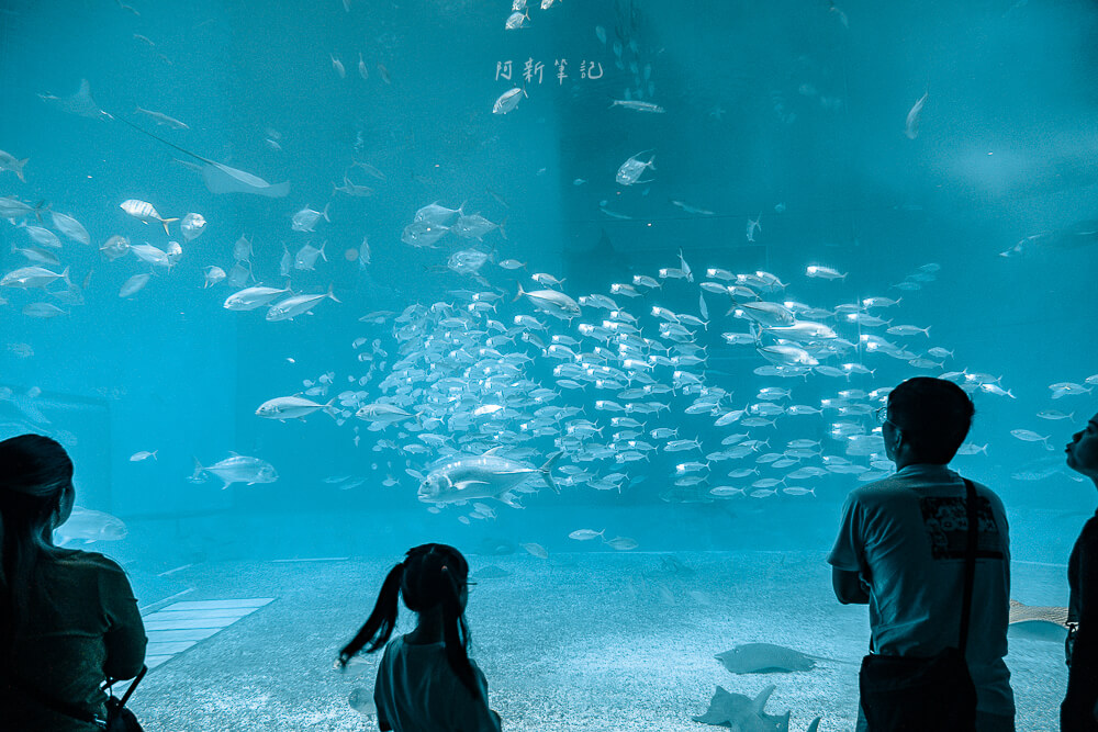 美麗海水族館,沖繩美麗海水族館,沖繩水族館,美麗海水族館門票,美麗海水族館表演時間,沖繩景點 美麗海水族館 黑潮之海銀色魚群