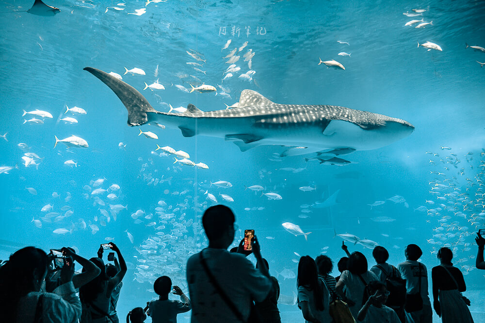 美麗海水族館,沖繩美麗海水族館,沖繩水族館,美麗海水族館門票,美麗海水族館表演時間,沖繩景點 美麗海水族館 鯨鯊游過大水槽正前方