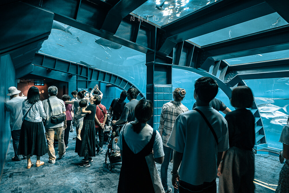 美麗海水族館,沖繩美麗海水族館,沖繩水族館,美麗海水族館門票,美麗海水族館表演時間,沖繩景點 美麗海水族館 黑潮之海水槽下方通道
