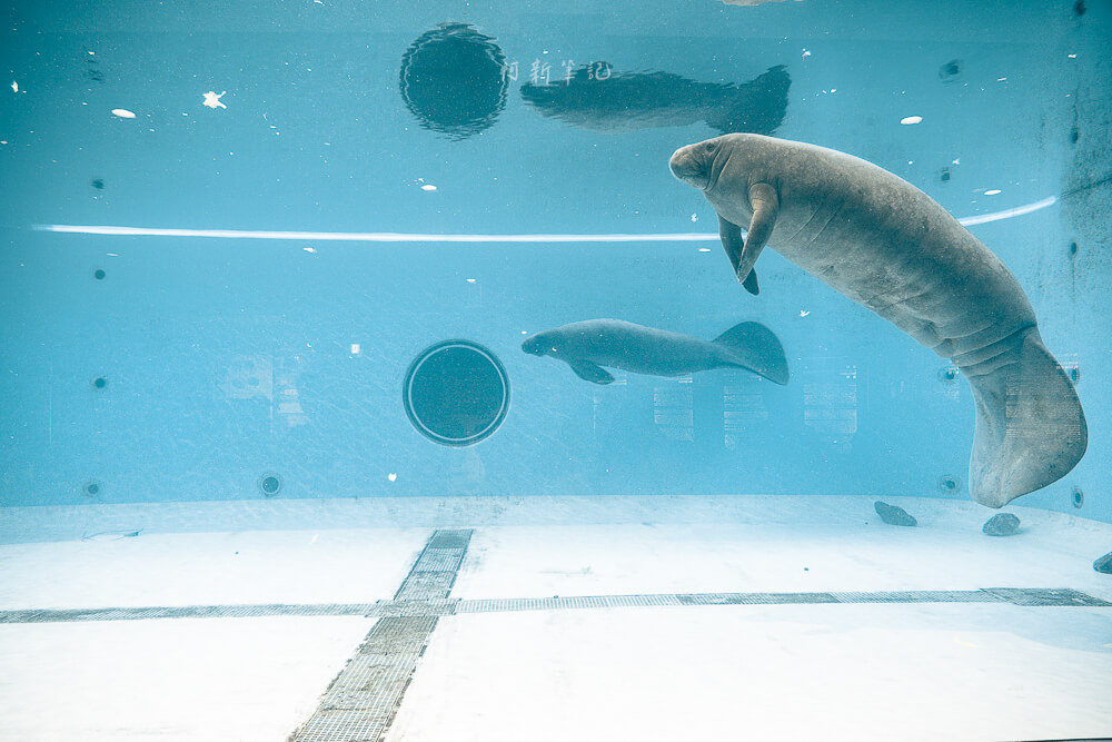 美麗海水族館,沖繩美麗海水族館,沖繩水族館,美麗海水族館門票,美麗海水族館表演時間,沖繩景點 海洋博公園 海牛館水池中的海牛