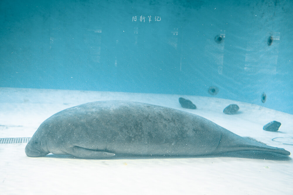 美麗海水族館,沖繩美麗海水族館,沖繩水族館,美麗海水族館門票,美麗海水族館表演時間,沖繩景點 海洋博公園 躺在池底休息的海牛