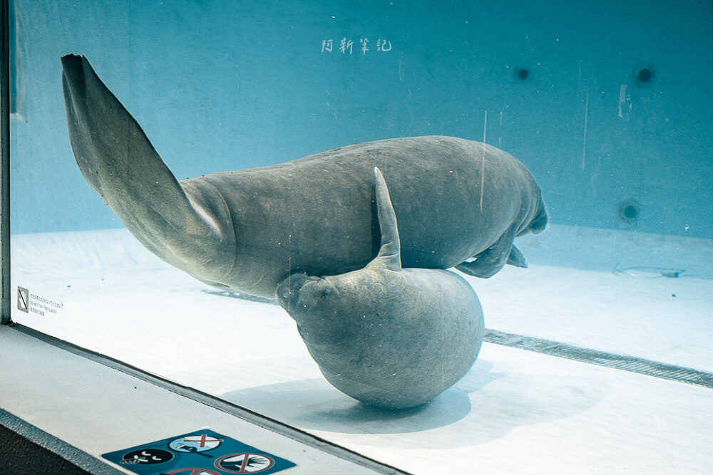 美麗海水族館,沖繩美麗海水族館,沖繩水族館,美麗海水族館門票,美麗海水族館表演時間,沖繩景點 海洋博公園 兩隻海牛在玻璃前翻身