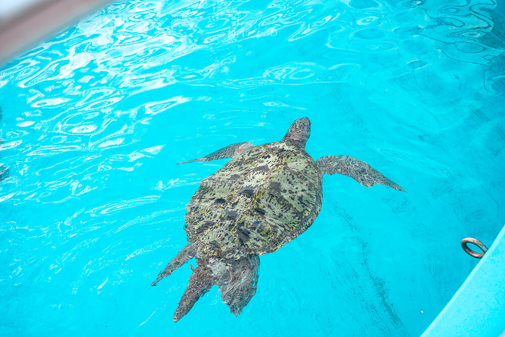 美麗海水族館,沖繩美麗海水族館,沖繩水族館,美麗海水族館門票,美麗海水族館表演時間,沖繩景點 海洋博公園 海龜館的綠蠵龜