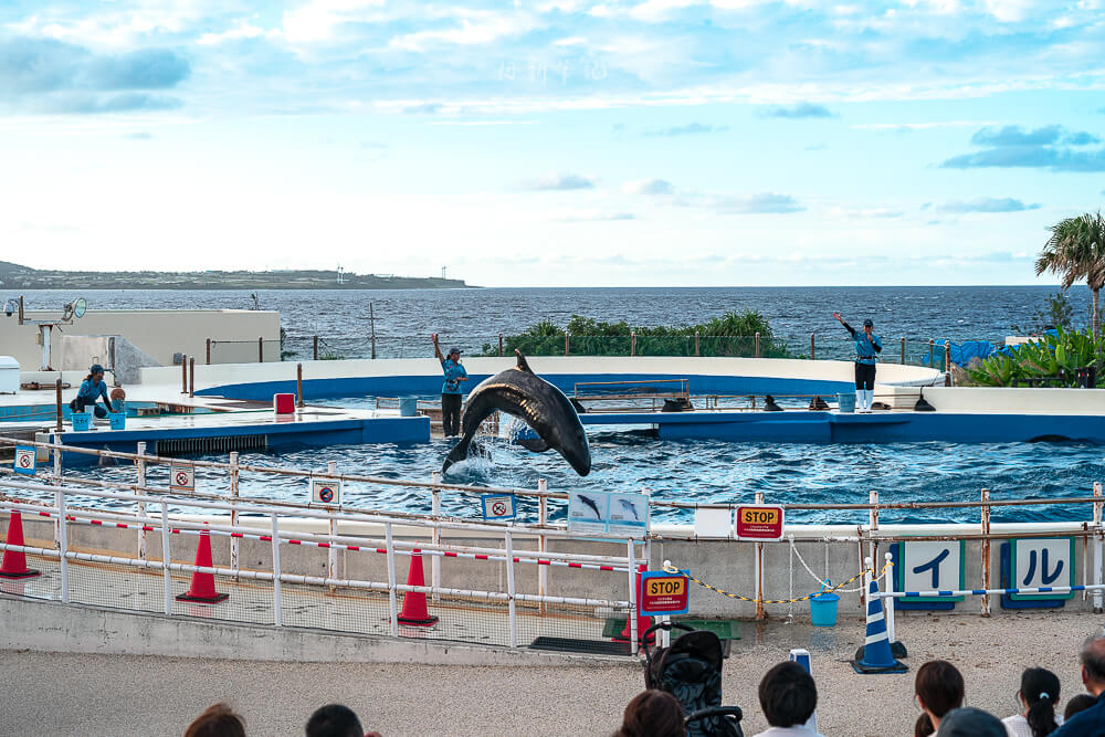 美麗海水族館,沖繩美麗海水族館,沖繩水族館,美麗海水族館門票,美麗海水族館表演時間,沖繩景點 海洋博公園 海豚躍出水面