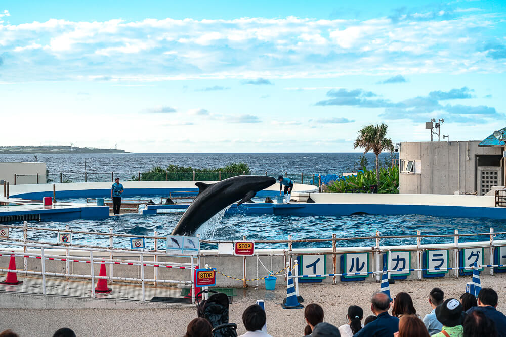 美麗海水族館,沖繩美麗海水族館,沖繩水族館,美麗海水族館門票,美麗海水族館表演時間,沖繩景點 海洋博公園 海豚表演連續躍起