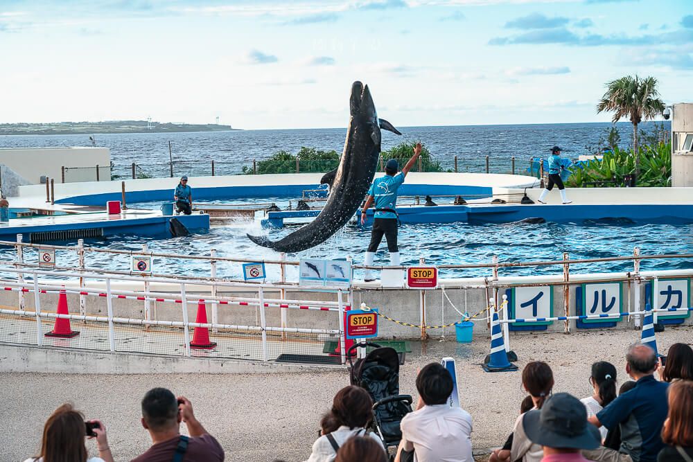 美麗海水族館,沖繩美麗海水族館,沖繩水族館,美麗海水族館門票,美麗海水族館表演時間,沖繩景點 海洋博公園 海豚直立後空翻表演