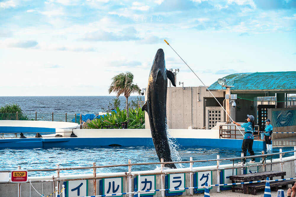 美麗海水族館,沖繩美麗海水族館,沖繩水族館,美麗海水族館門票,美麗海水族館表演時間,沖繩景點 海洋博公園 海豚立水表演
