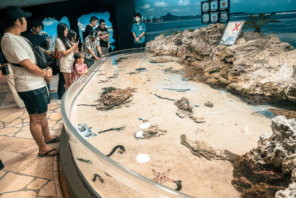 美麗海水族館,沖繩美麗海水族館,沖繩水族館,美麗海水族館門票,美麗海水族館表演時間,沖繩景點 美麗海水族館 淺灘生物觸摸池