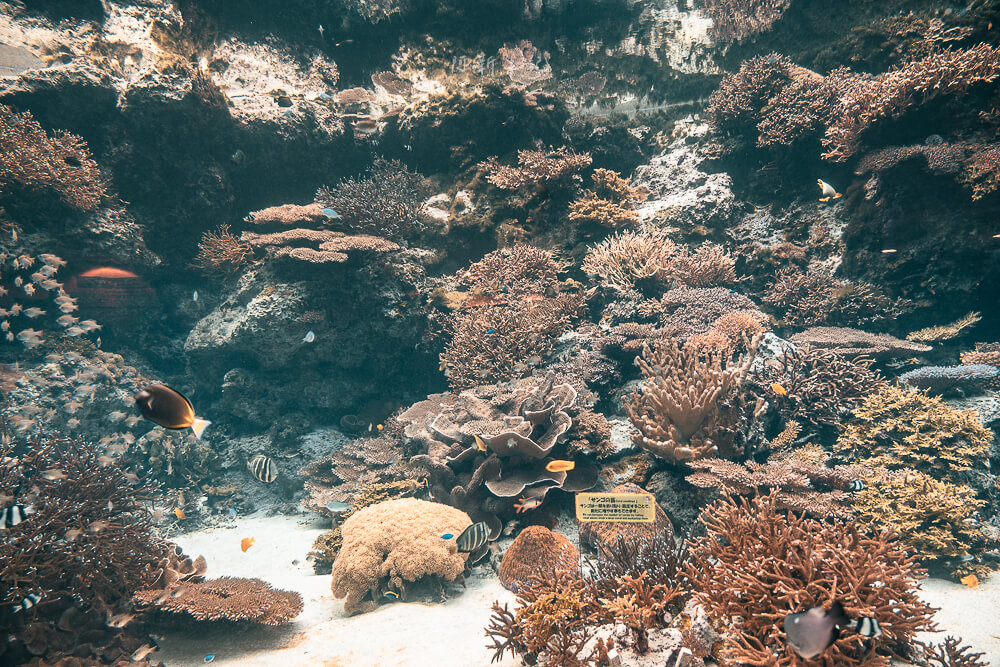 美麗海水族館 珊瑚礁與熱帶魚