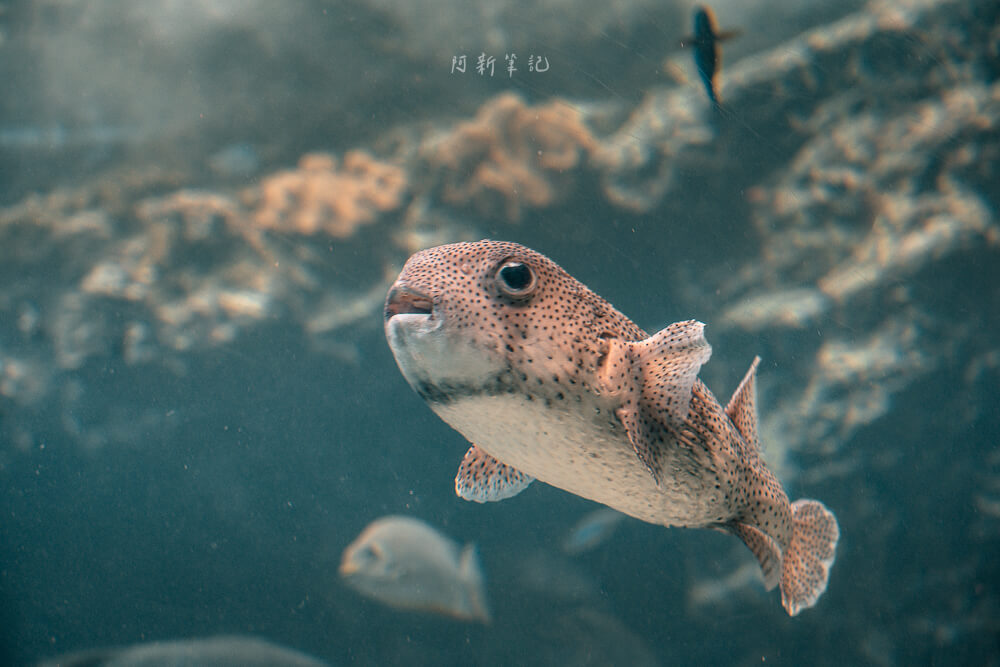 美麗海水族館,沖繩美麗海水族館,沖繩水族館,美麗海水族館門票,美麗海水族館表演時間,沖繩景點 美麗海水族館 刺河豚近拍