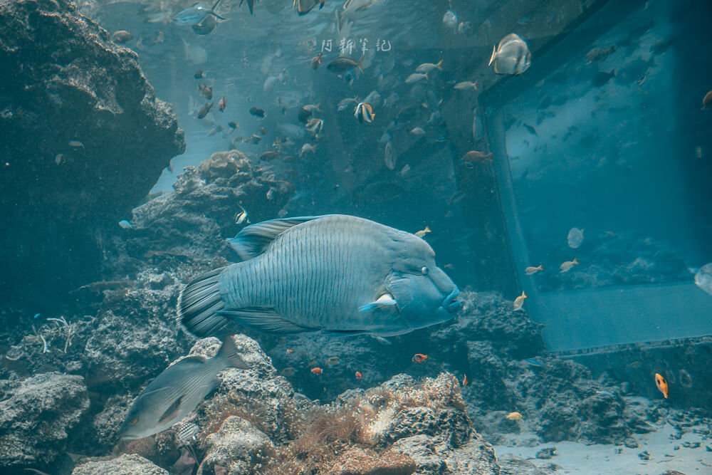 美麗海水族館,沖繩美麗海水族館,沖繩水族館,美麗海水族館門票,美麗海水族館表演時間,沖繩景點 美麗海水族館 曲紋唇魚蘇眉魚