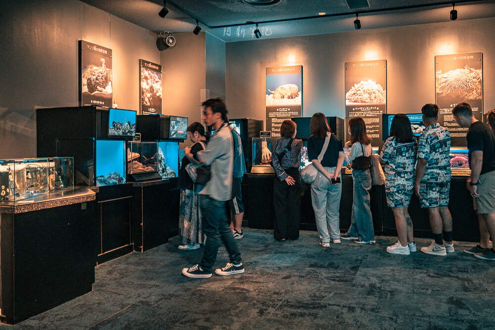 美麗海水族館,沖繩美麗海水族館,沖繩水族館,美麗海水族館門票,美麗海水族館表演時間,沖繩景點 美麗海水族館 海洋生物標本展示區