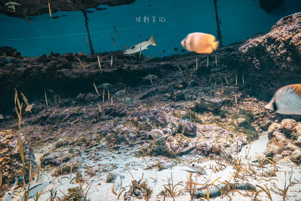 美麗海水族館,沖繩美麗海水族館,沖繩水族館,美麗海水族館門票,美麗海水族館表演時間,沖繩景點 美麗海水族館 小型水族箱海底魚類