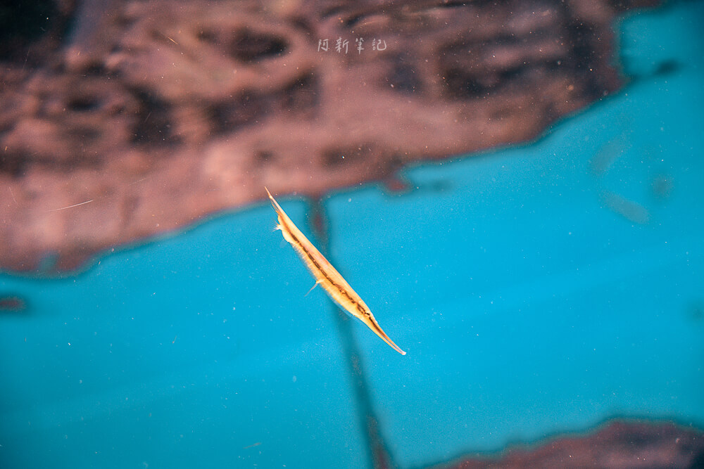 美麗海水族館,沖繩美麗海水族館,沖繩水族館,美麗海水族館門票,美麗海水族館表演時間,沖繩景點 美麗海水族館 倒立游動的玻甲魚