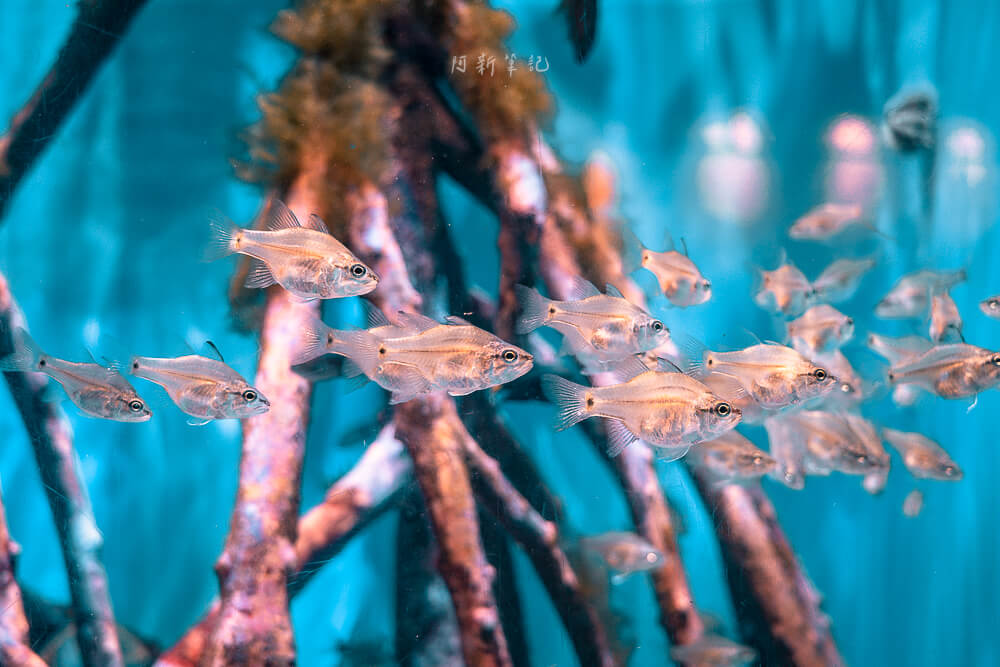 美麗海水族館,沖繩美麗海水族館,沖繩水族館,美麗海水族館門票,美麗海水族館表演時間,沖繩景點 美麗海水族館 紅樹林水族箱小魚群