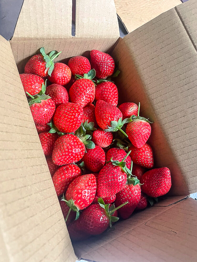 大湖草莓,大湖草莓產季,大湖草莓2020,大湖草莓價錢,苗栗大湖草莓介紹,大湖草莓農場,大湖草莓品種,大湖草莓宅配