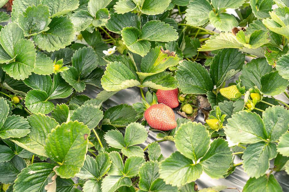 草莓草莓園,大湖草莓,苗栗採草莓月份,大湖採草莓月份,大湖草莓園,大湖草莓園推薦,大湖草莓季是幾月,大湖採草莓
