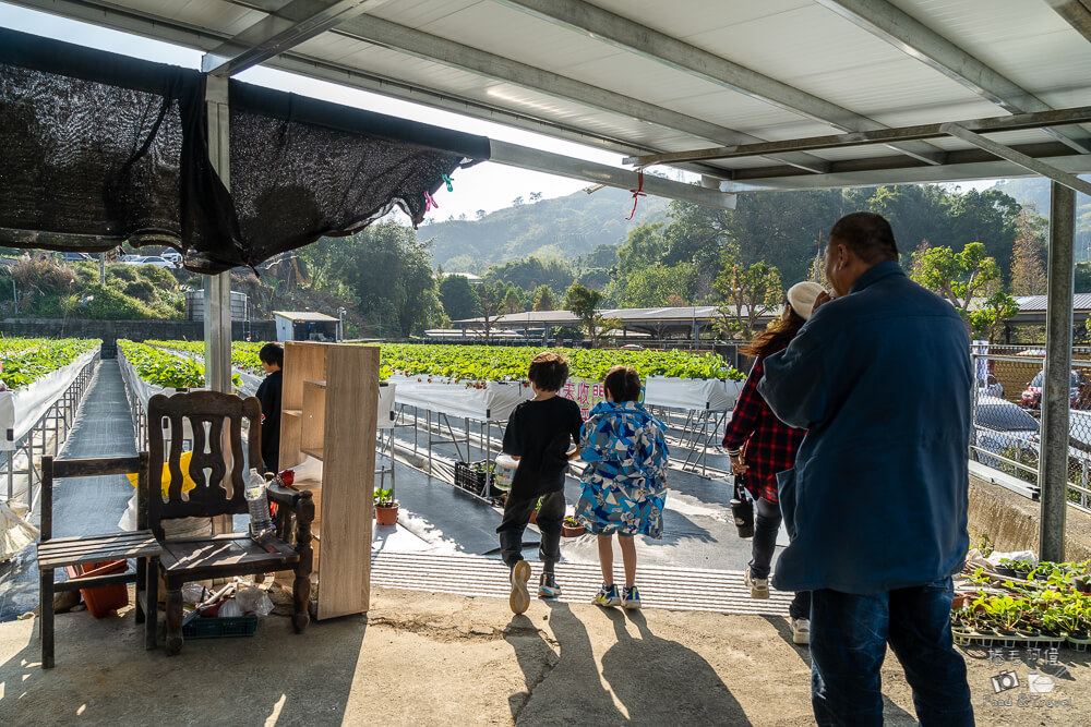 草莓園,大湖採草莓,大湖草莓,大湖高架草莓,苗栗景點,大湖景點