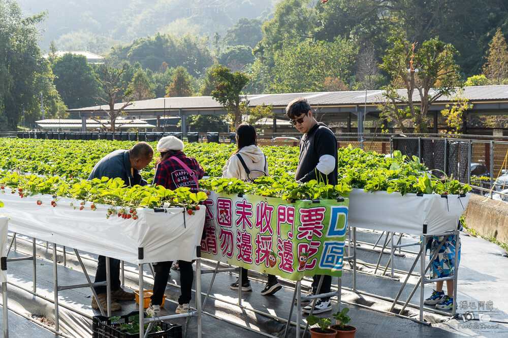 草莓園,大湖採草莓,大湖草莓,大湖高架草莓,苗栗景點,大湖景點