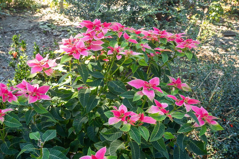楓香公園,竹藝公園,南投竹藝,埔里竹藝,埔里公園,南投公園,南投埔里 竹藝公園,南投竹藝,埔里竹藝,埔里公園,南投公園,南投埔里