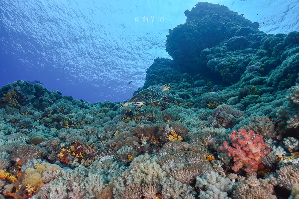 心海潛水中心,心海潛水,心海潛水評價,心海浮潛,墾丁潛水,墾丁浮潛,墾丁SUP,恆春潛水,恆春浮潛,恆春SUP 心海潛水中心,心海潛水,心海潛水評價,心海浮潛,墾丁潛水,墾丁浮潛,墾丁SUP,恆春潛水,恆春浮潛,恆春SUP