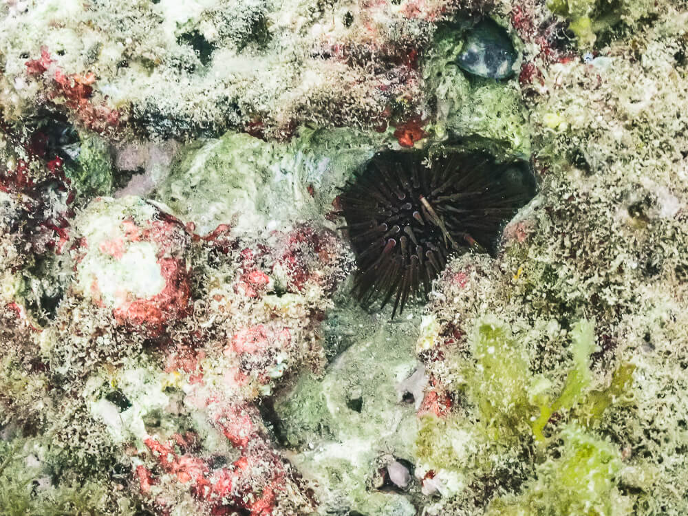 心海潛水中心,心海潛水,心海潛水評價,心海浮潛,墾丁潛水,墾丁浮潛,墾丁SUP,恆春潛水,恆春浮潛,恆春SUP 心海潛水中心,心海潛水,心海潛水評價,心海浮潛,墾丁潛水,墾丁浮潛,墾丁SUP,恆春潛水,恆春浮潛,恆春SUP