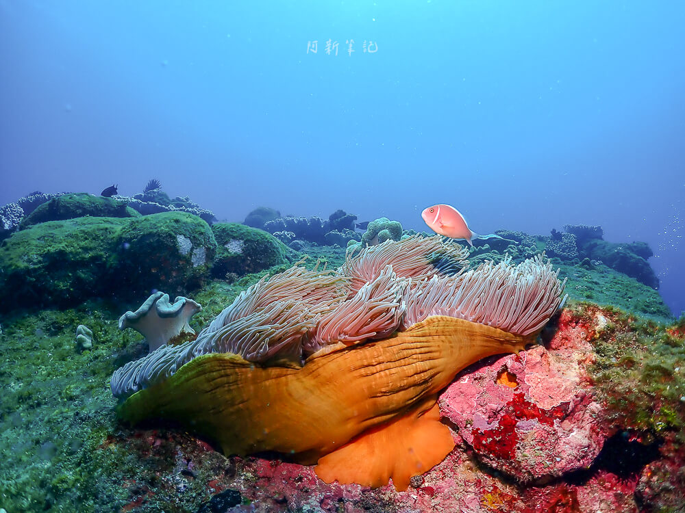 心海潛水中心,心海潛水,心海潛水評價,心海浮潛,墾丁潛水,墾丁浮潛,墾丁SUP,恆春潛水,恆春浮潛,恆春SUP 心海潛水中心,心海潛水,心海潛水評價,心海浮潛,墾丁潛水,墾丁浮潛,墾丁SUP,恆春潛水,恆春浮潛,恆春SUP