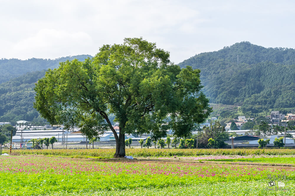 新社花海,2024新社花海,台中花毯節,2024台中花毯節,新社花海時間,新社花海地點,新社花海交通,新社美食,新社餐廳,新社必吃,新社花海美食,台中美食,台中旅遊