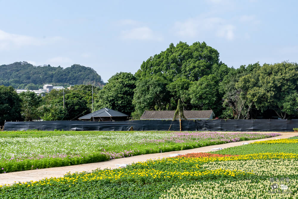 新社花海,2024新社花海,台中花毯節,2024台中花毯節,新社花海時間,新社花海地點,新社花海交通,新社美食,新社餐廳,新社必吃,新社花海美食,台中美食,台中旅遊