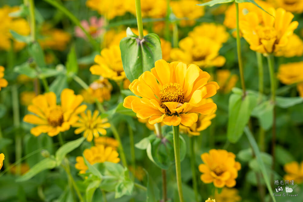 2025新社花海,新社花海,台中國際花毯節,2025 新社花海,新社美食推薦,新社景點,新社花海接駁,新社住宿,台中花海,新社美食,台中景點