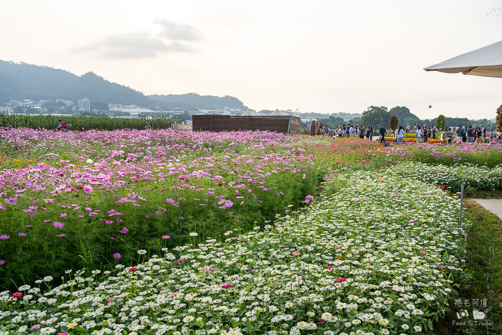 2025新社花海,新社花海,台中國際花毯節,2025 新社花海,新社美食推薦,新社景點,新社花海接駁,新社住宿,台中花海,新社美食,台中景點