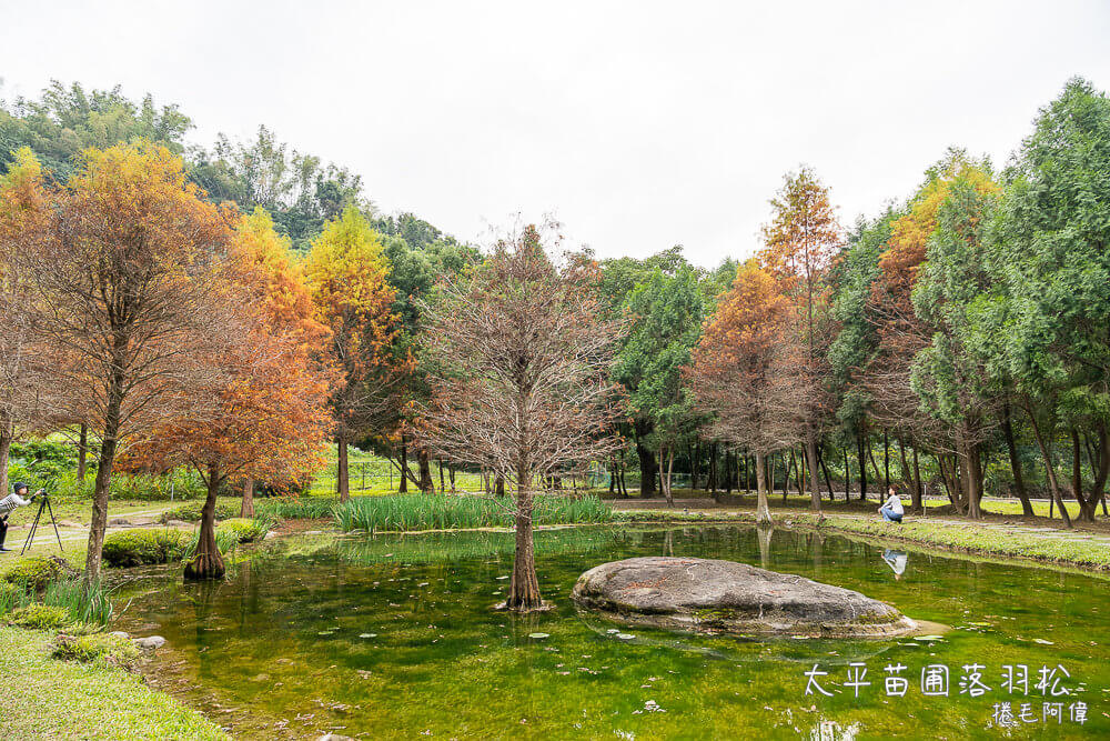 太平苗圃,太平苗圃落羽松,太平景點,太平落羽松,台中景點,台中落羽松