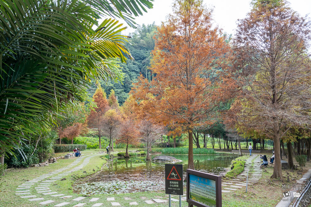 太平苗圃,太平苗圃落羽松,太平景點,太平落羽松,台中景點,台中落羽松