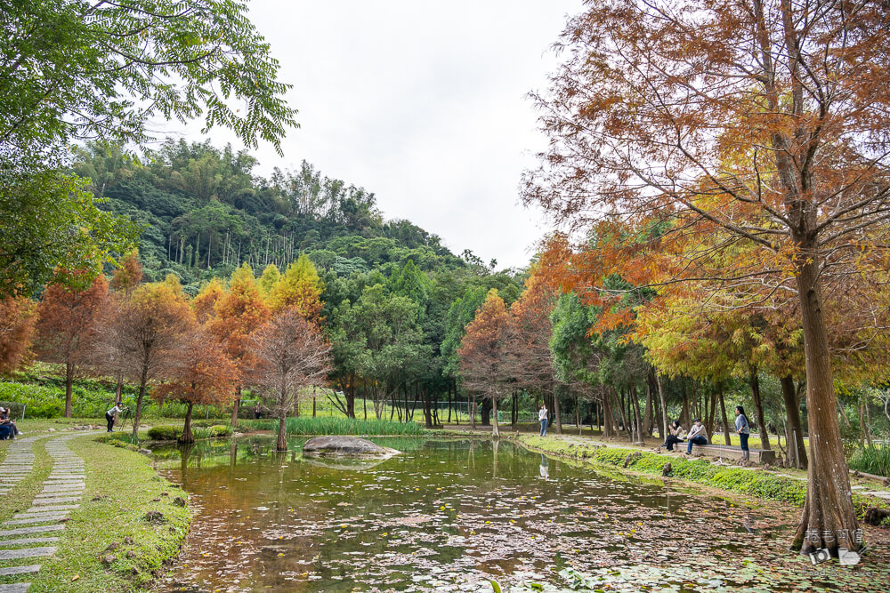 太平苗圃,太平苗圃落羽松,太平景點,太平落羽松,台中景點,台中落羽松