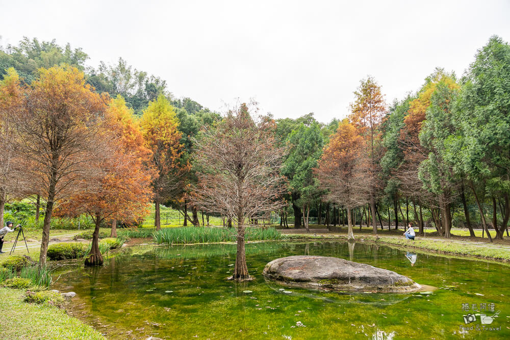 太平苗圃,太平苗圃落羽松,太平景點,太平落羽松,台中景點,台中落羽松